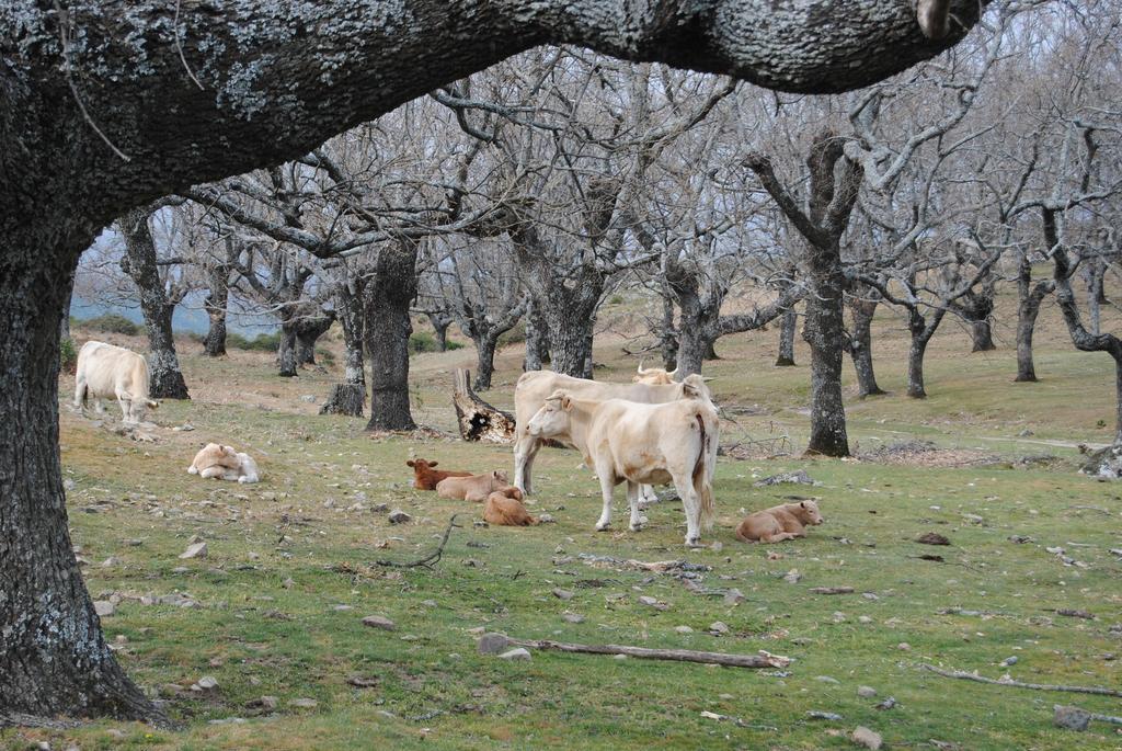 Casa Rural Romanejo Cabezabellosa ภายนอก รูปภาพ