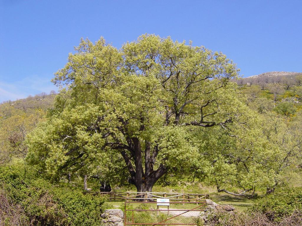 Casa Rural Romanejo Cabezabellosa ภายนอก รูปภาพ